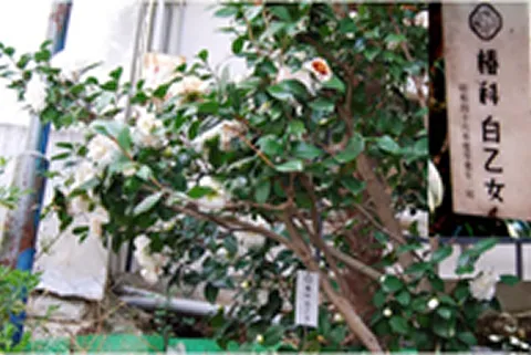 植樹「椿 白乙女」